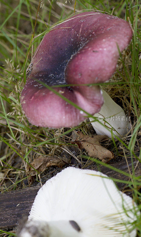 紫色脆鳃蘑菇（Russula atropurpurea）